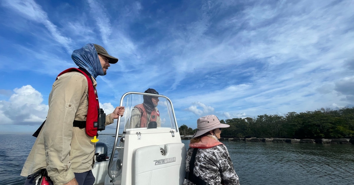 Audubon Florida is Down for This Count – the Christmas Bird Count! Audubon Florida is Down for This Count – the Christmas Bird Count!