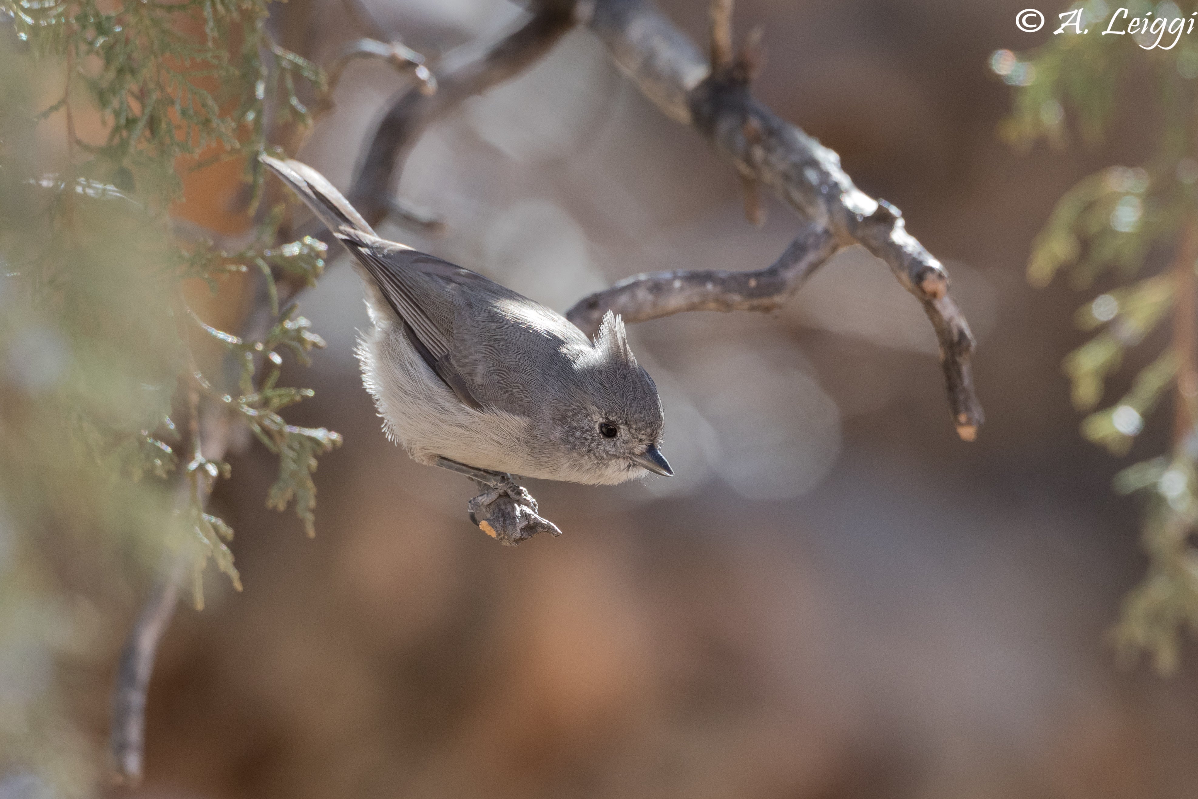 Juniper Titmouse