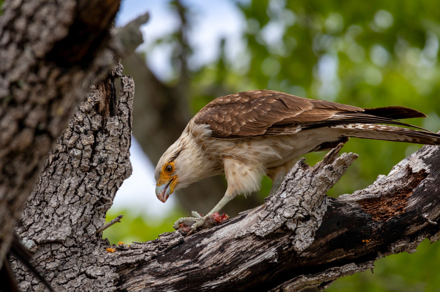 Visit This Roaming Raptor Has Been Surprising U.S. Birders—and More Could Be on the Way page