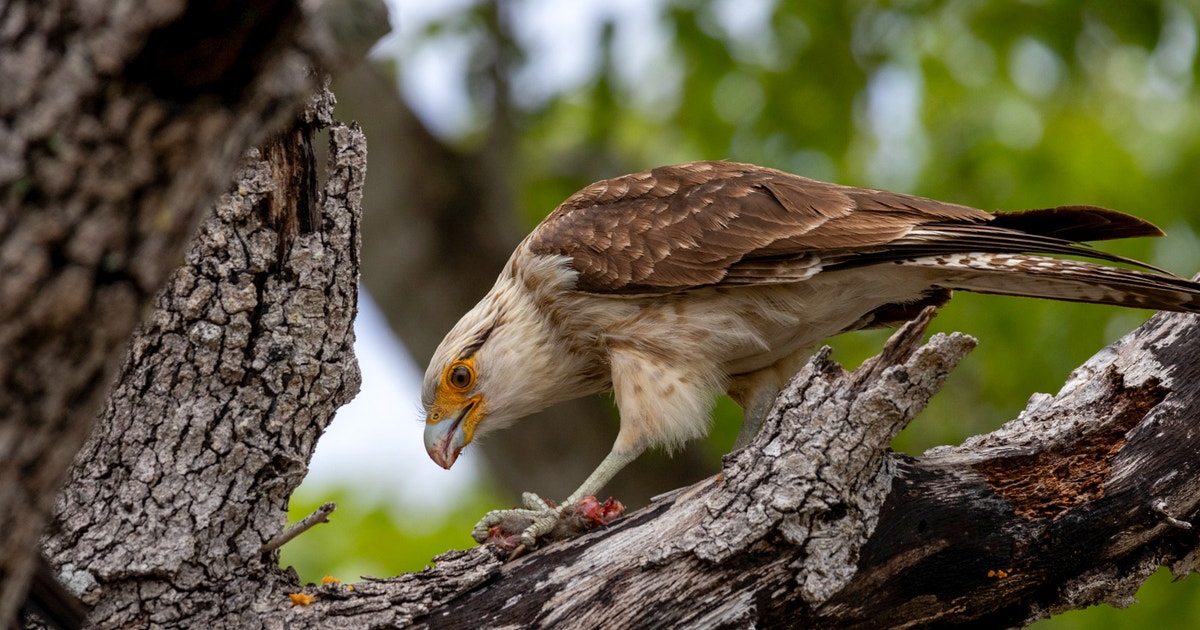 This Roaming Raptor Has Been Surprising U.S. Birders—and More Could Be on the Way This Roaming Raptor Has Been Surprising U.S. Birders—and More Could Be on the Way