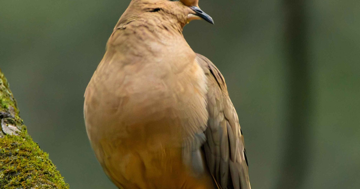 Lincoln’s 2025 Christmas Bird Count Lincoln’s 2025 Christmas Bird Count