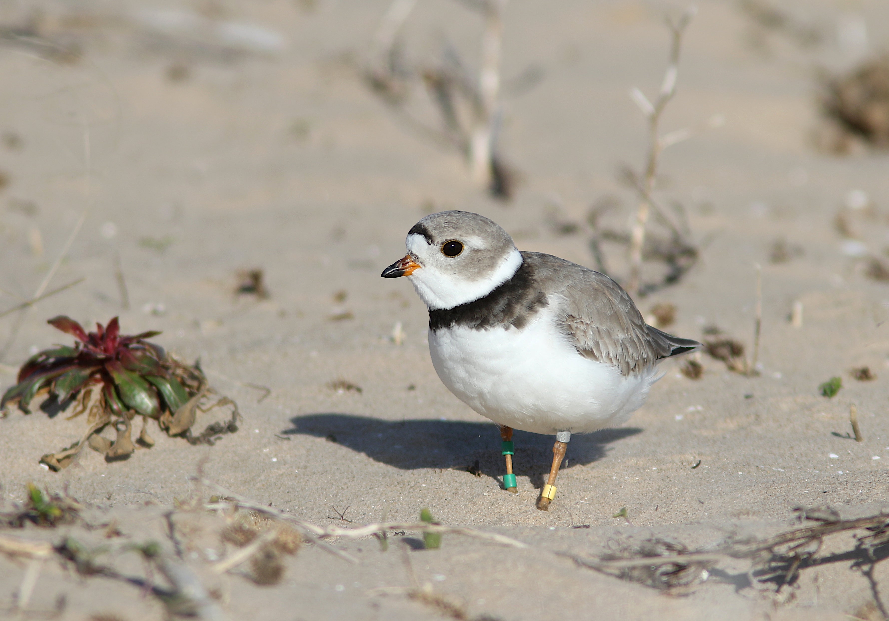 Ms. Packer, Great Lakes Piping Plover on beach