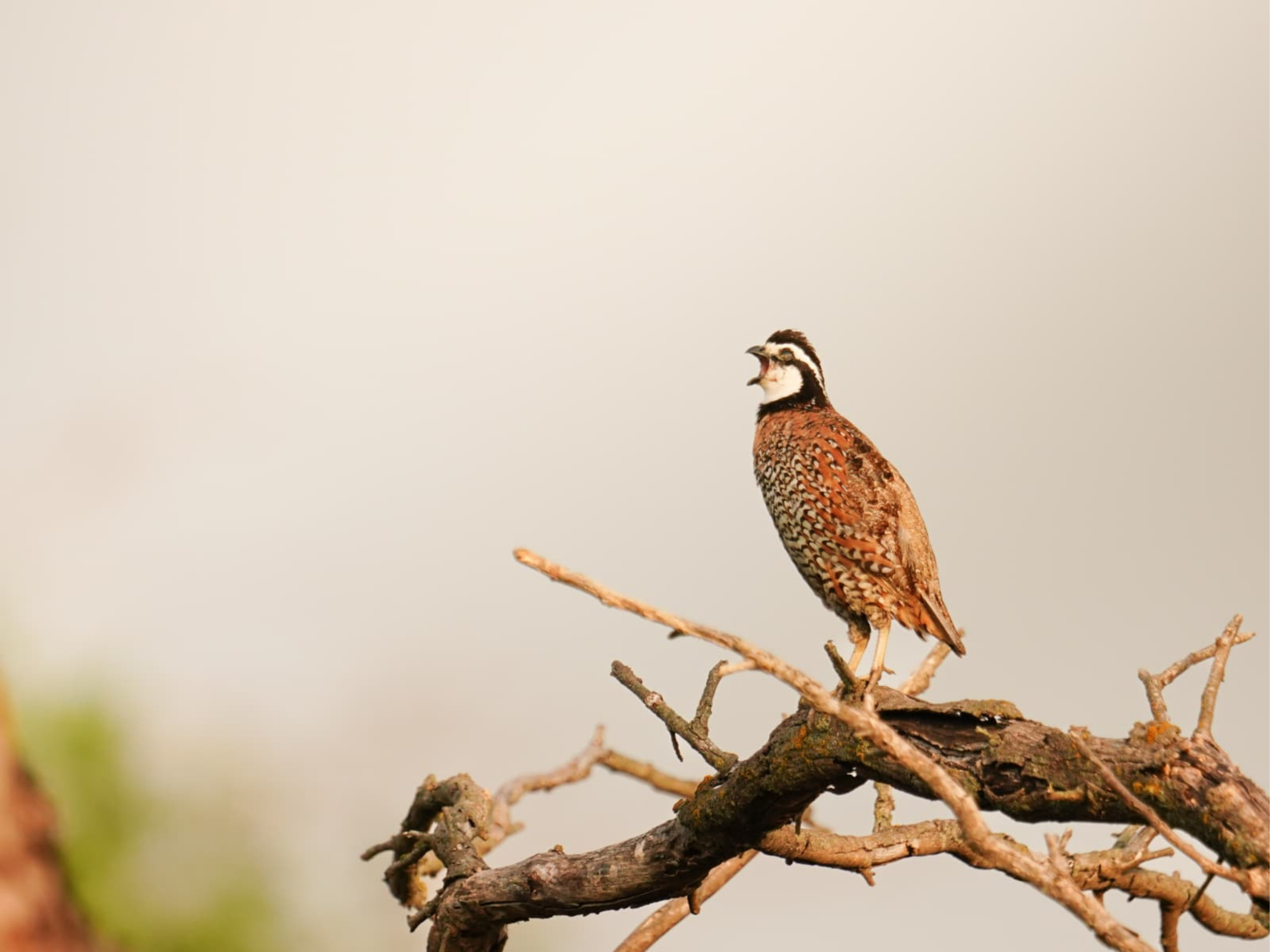 A Northern Bobwhite perched on a gnarled branch, calling with its beak open, showing its patterned brown plumage and bold facial stripes against a pale sky.