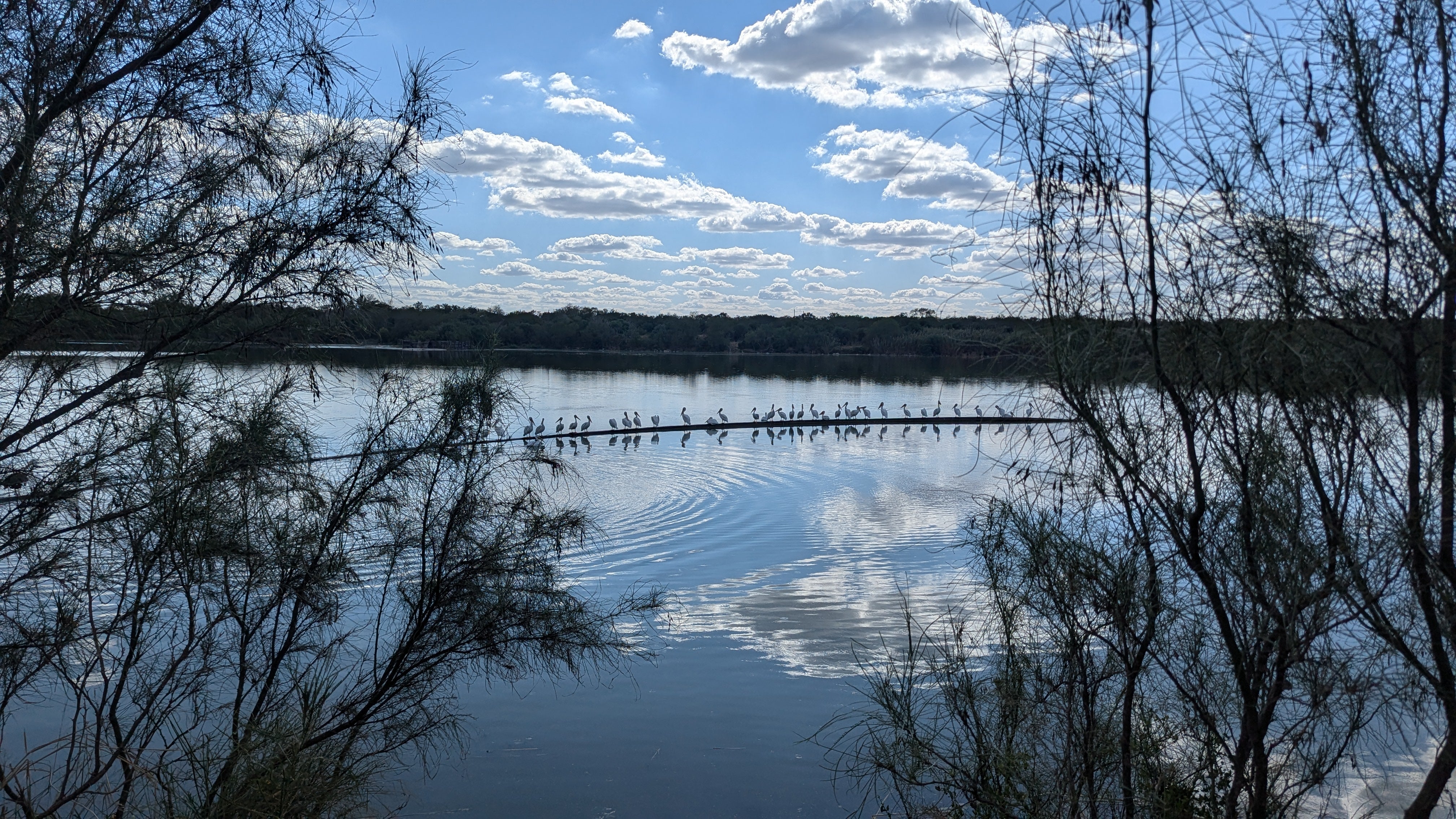 A view of Mitchell Lake Audubon Center flanked by retamas, the blue sky with clouds reflected in the water, with a line of pelicans resting on a pipe through the middle