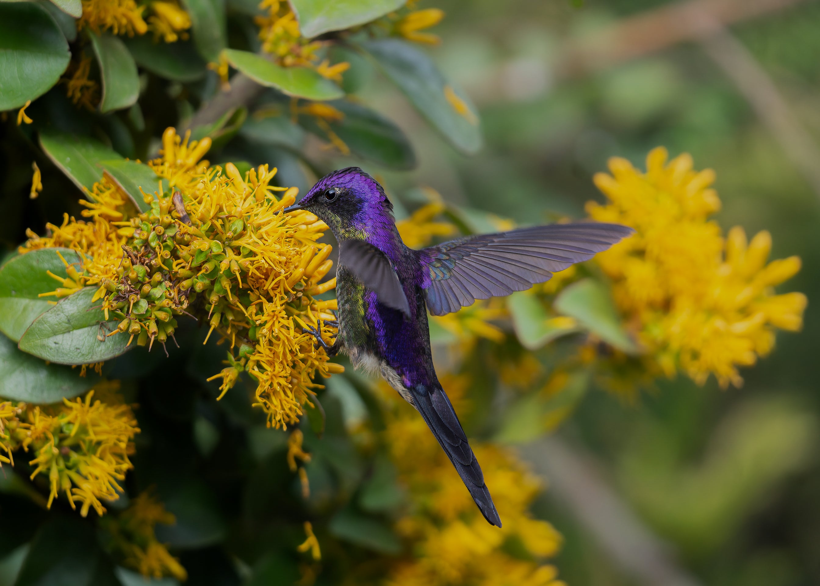 Un colibrí con brillantes tonos de púrpura eléctrico, negro y motas amarillas flota en el centro del marco mientras sumerge su largo pico en un grupo de flores doradas.    