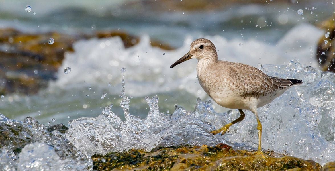 A red knot is brightly lit walking across rocks as small ocean waves crash around them, sending up sprays of water