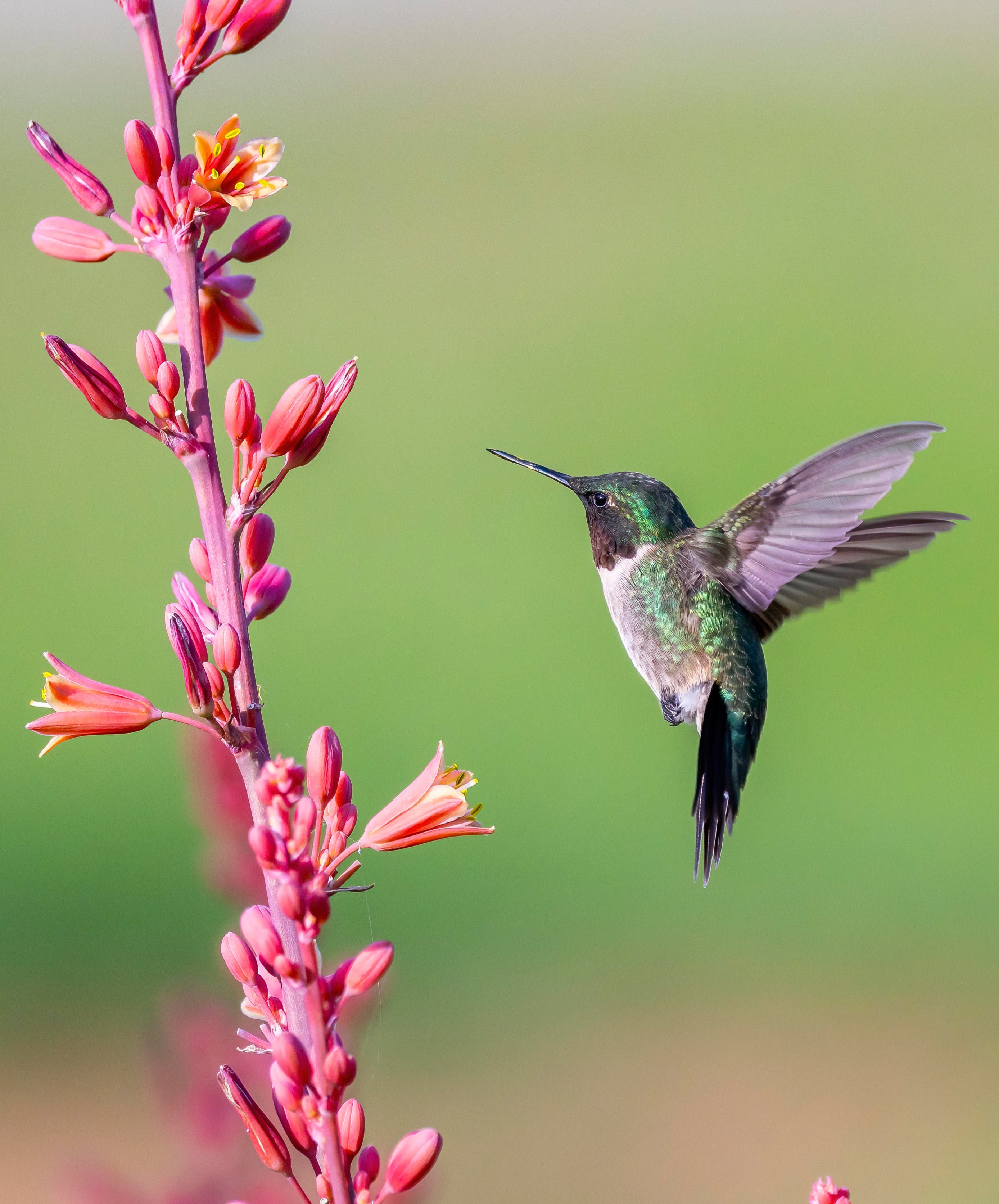 Ruby-throated Hummingbird hovering midair beside a tall red yucca flower spike, wings blurred as it reaches toward the tubular pink-red blooms against a soft green background.