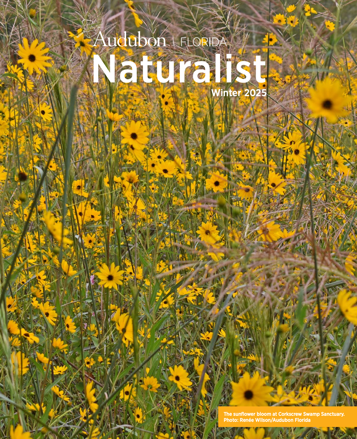 a field of small sunflowers