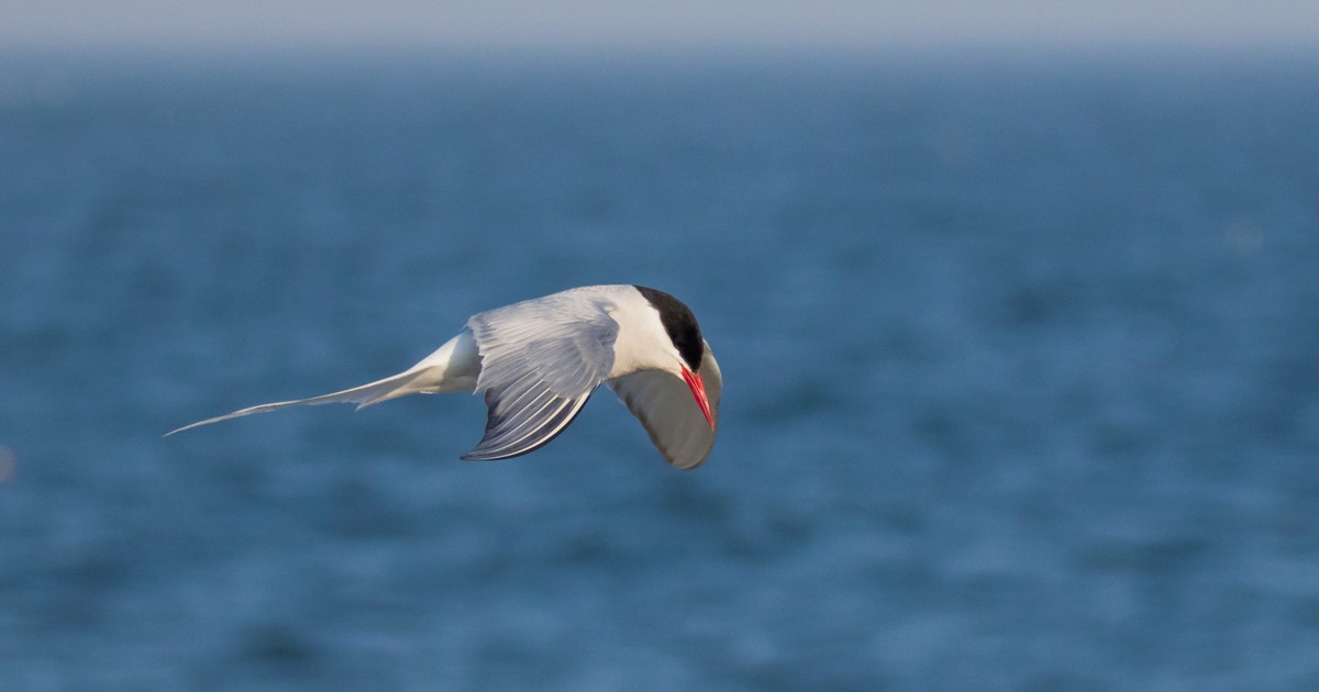 What the High Seas Treaty Means for Seabirds—and for All of Us What the High Seas Treaty Means for Seabirds—and for All of Us