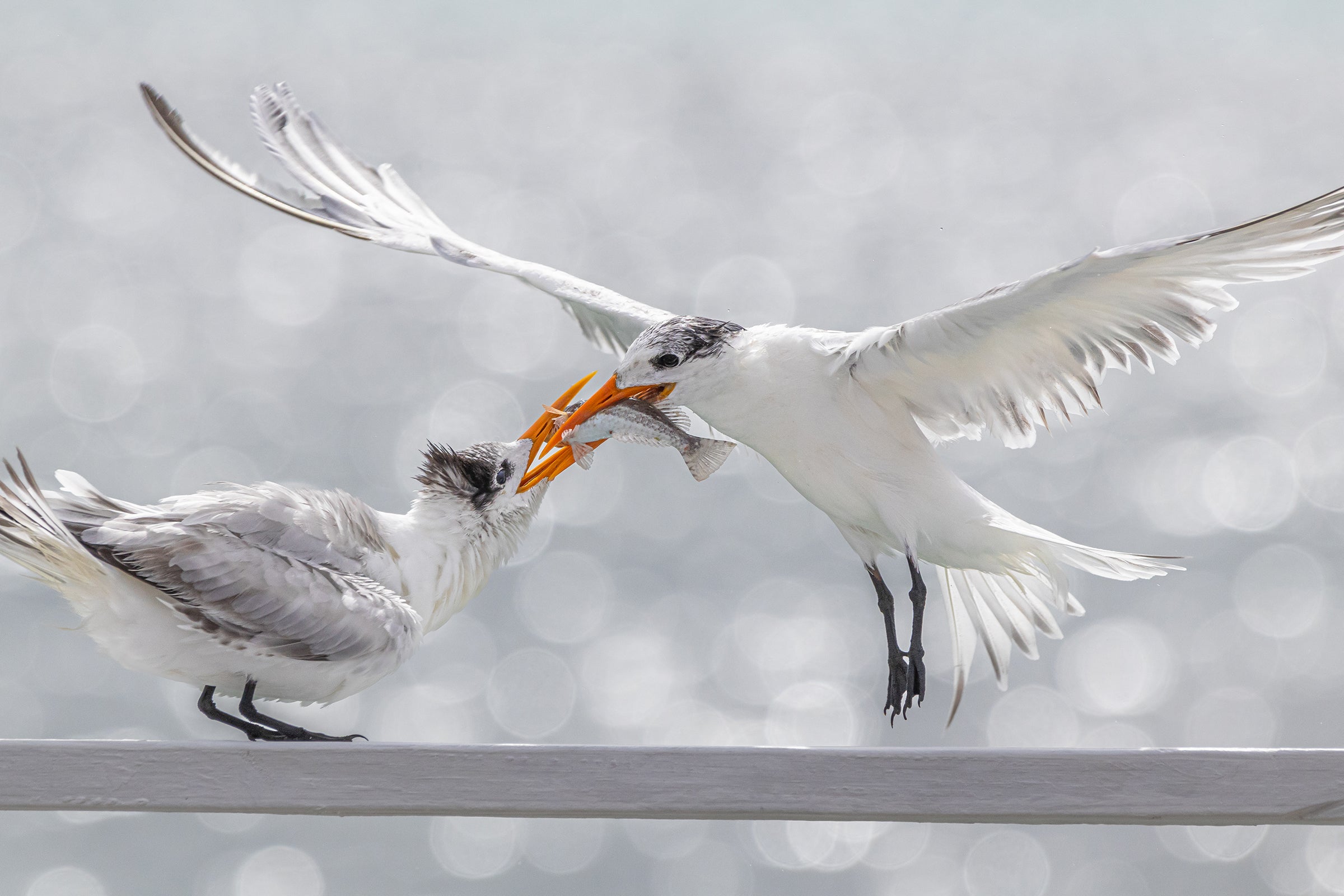 Un ave blanca y gris, flotando en el aire con sus alas completamente extendidas, alimenta a una cría posada en una barandilla, entregándole un pescado con su pico naranja.  