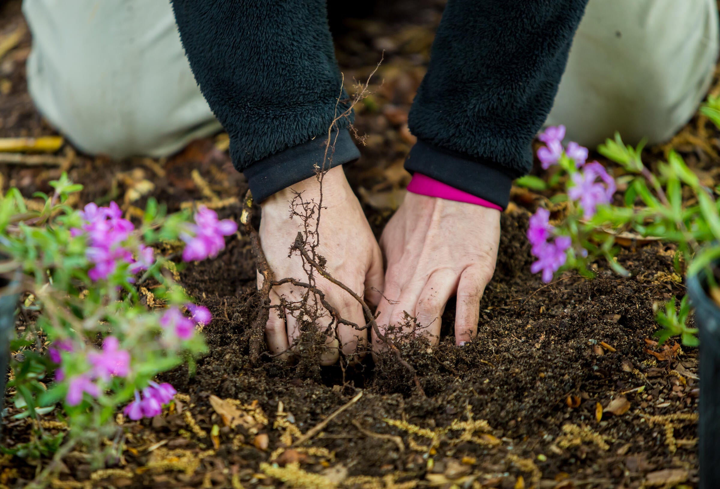 a person planting flowers