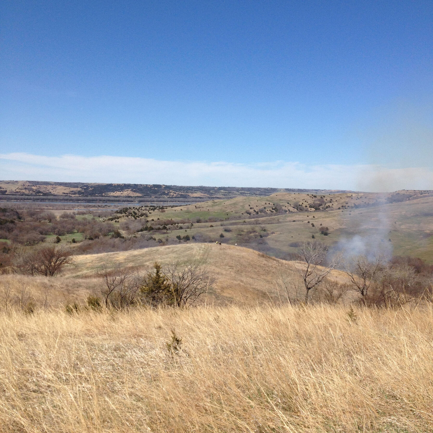 field of eastern red cedar
