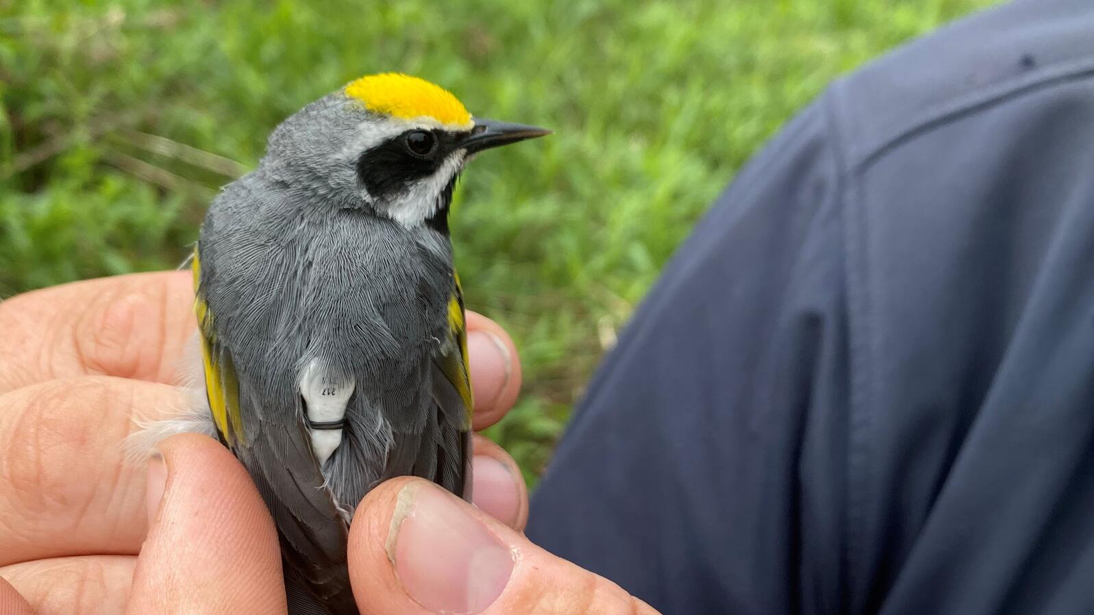 A small warbler with a nanotag on its back.