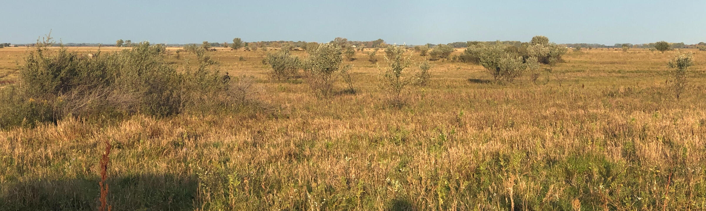 field of russian olive treees