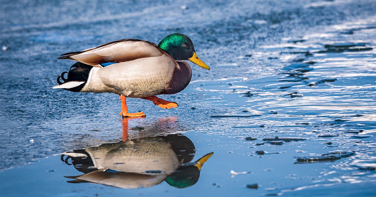 How Birds Keep Their Feet From Freezing in Frigid Temperatures How Birds Keep Their Feet From Freezing in Frigid Temperatures