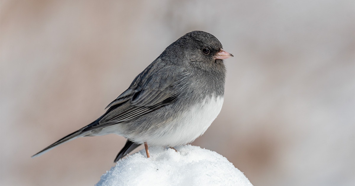 10 Fun Facts About the Dark-eyed Junco 10 Fun Facts About the Dark-eyed Junco