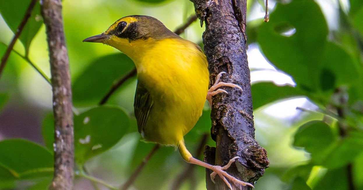 Visit Huge Numbers of Migrating Birds Rely on These Five Central American Forests—but They're Disappearing Fast page