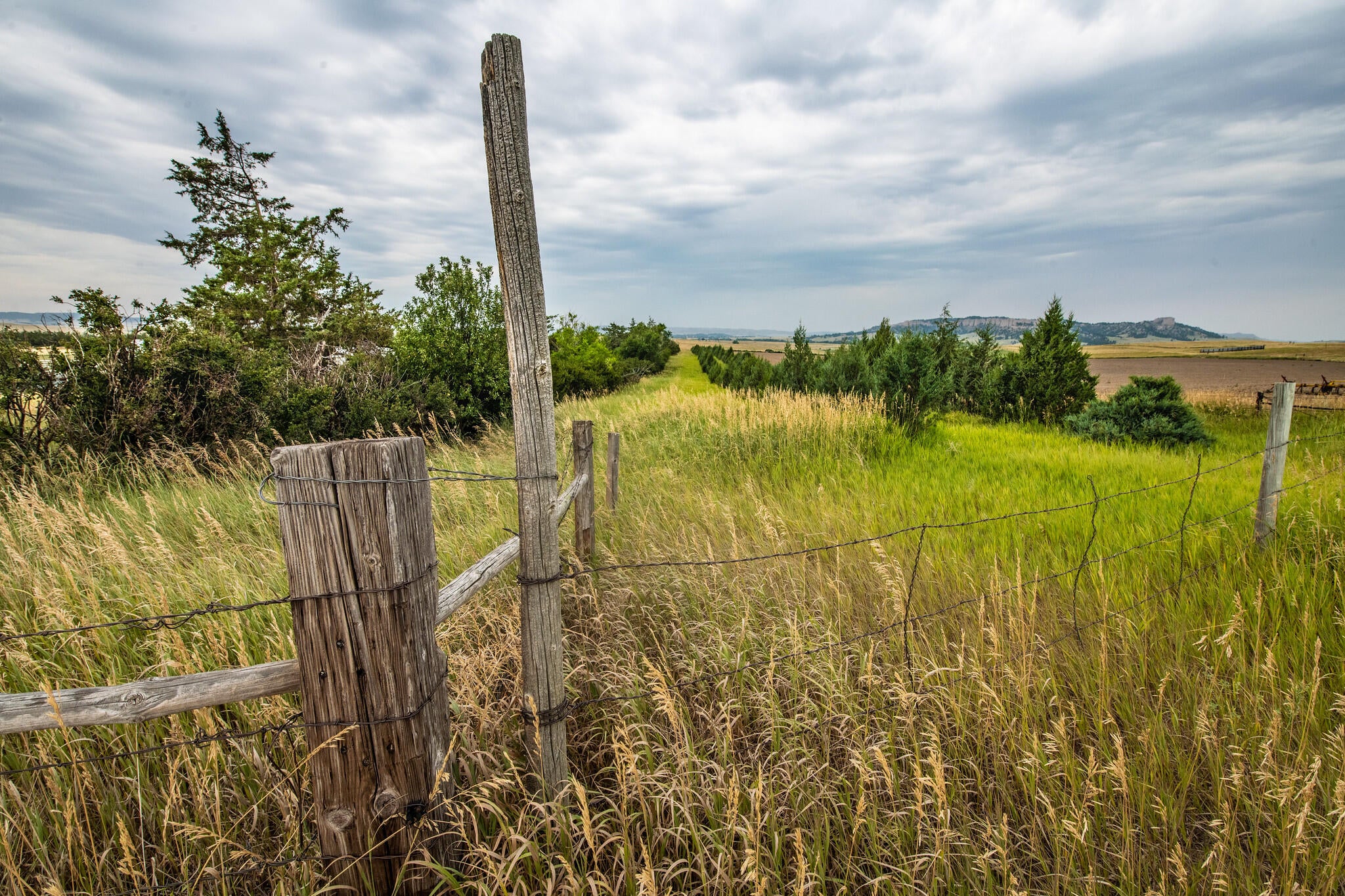 smooth brome, grasslands