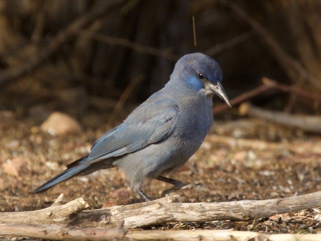 Pinyon Jay