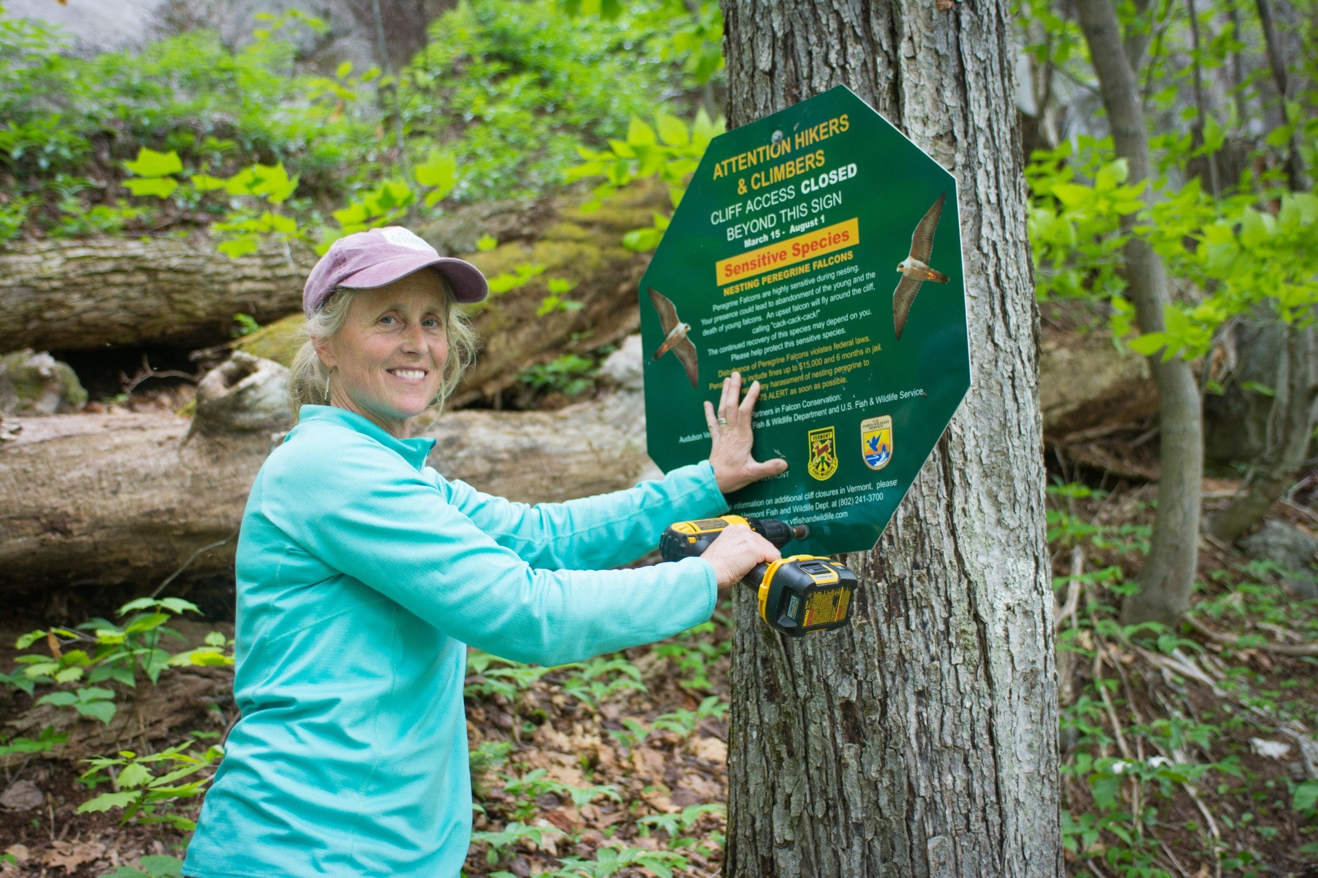 Margaret Fowle securing a information sign about Peregrine Falcons to a tree.