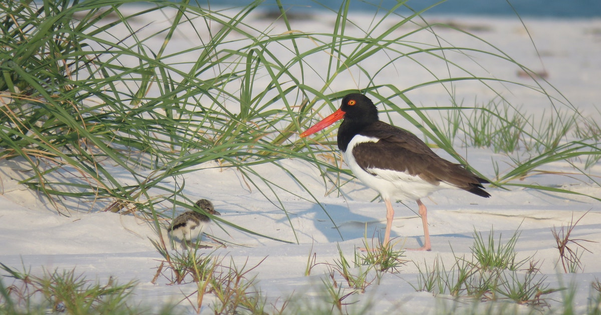 Audubon Staff Getting Ready for Beach-Bird Nesting Season Audubon Staff Getting Ready for Beach-Bird Nesting Season