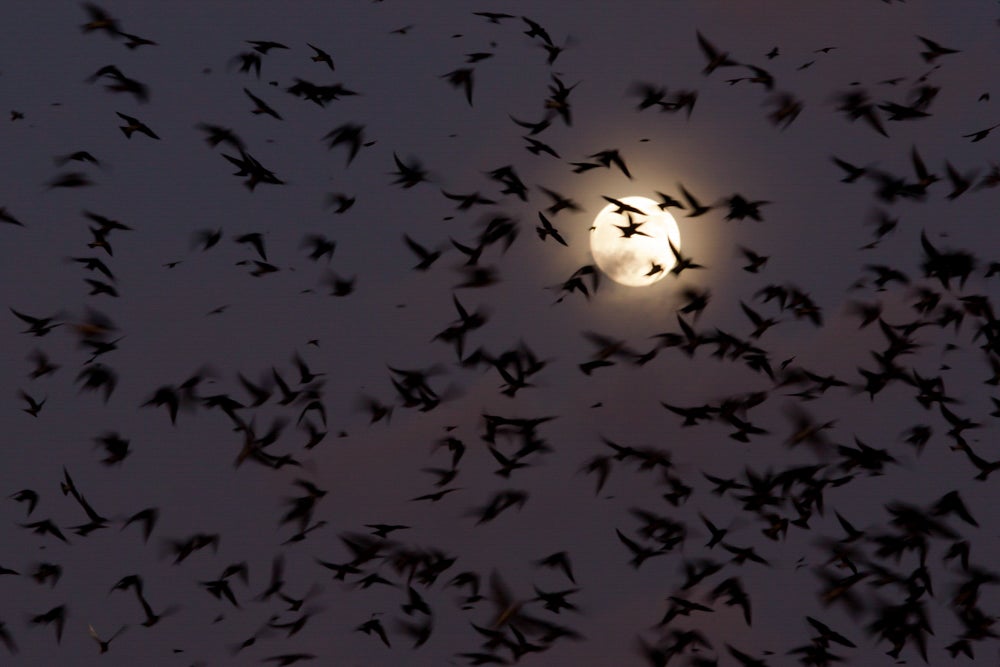 A flock of birds flies in a dark sky in front of the moon
