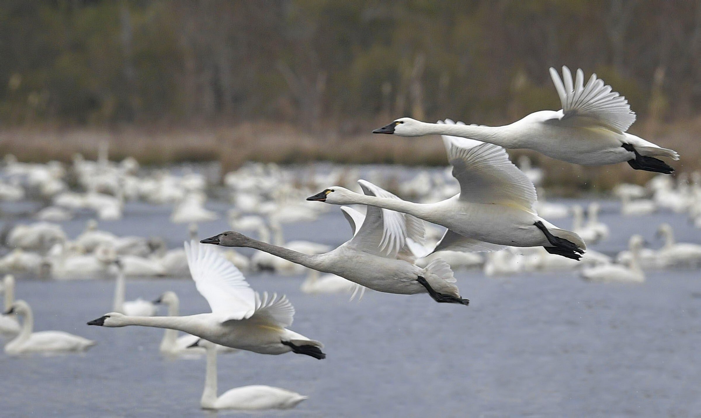Tundra Swan