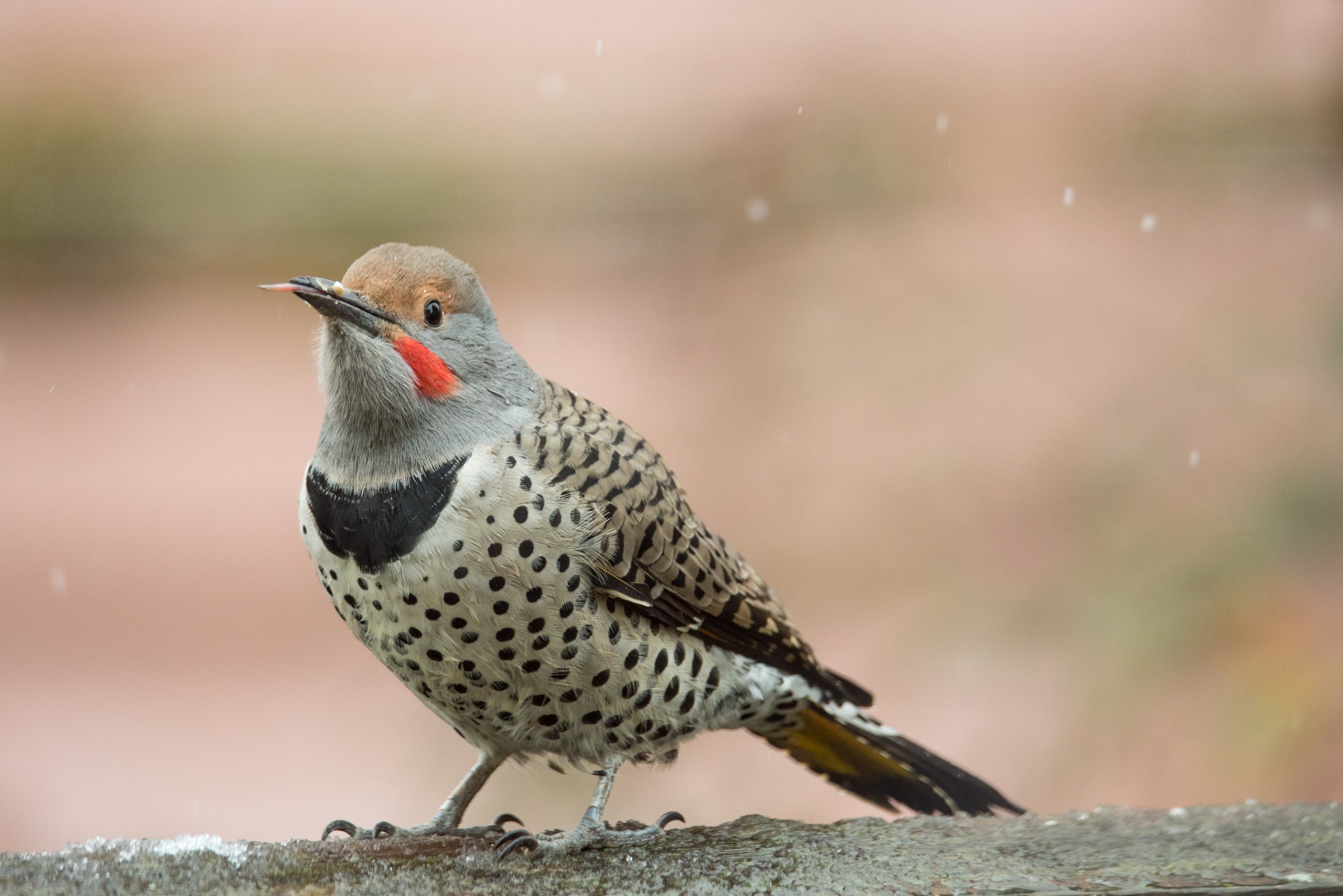Northern Flicker