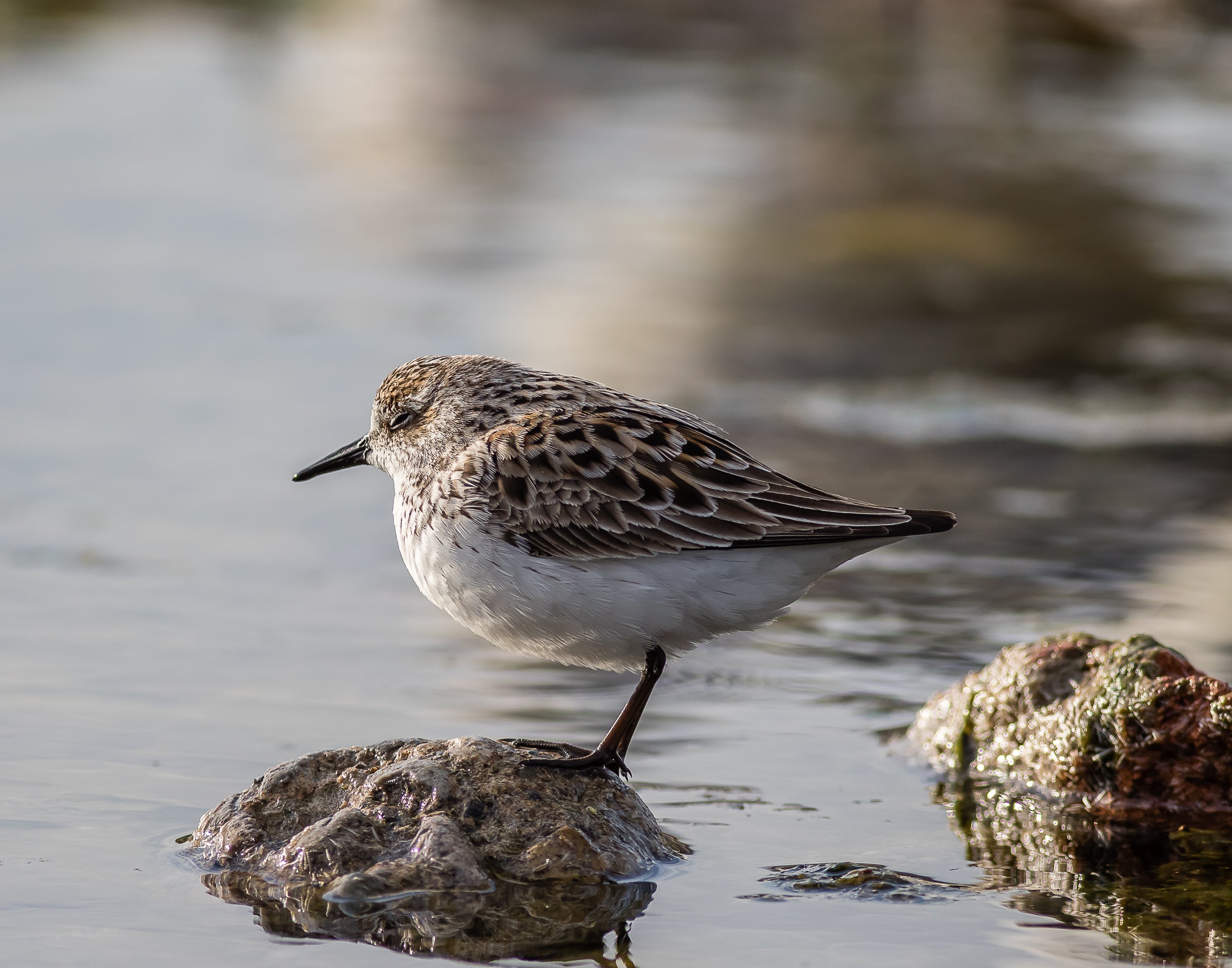 Profile of a bird standing on a small rock in the water.