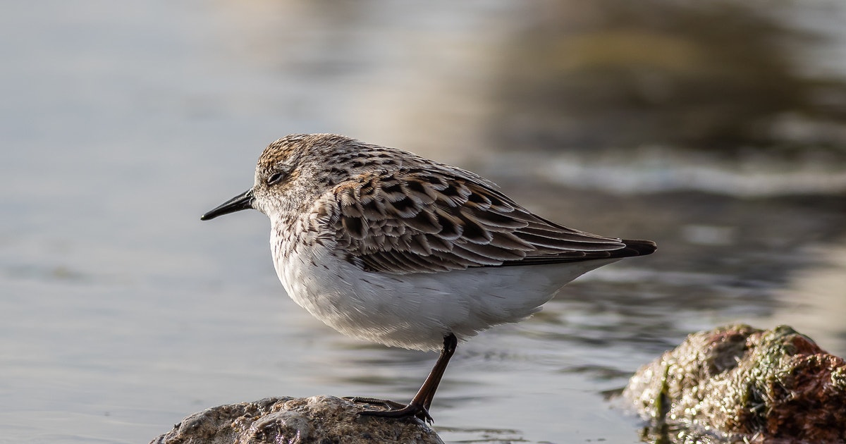 What Happens in the Arctic, Doesn’t Stay in the Arctic What Happens in the Arctic, Doesn’t Stay in the Arctic