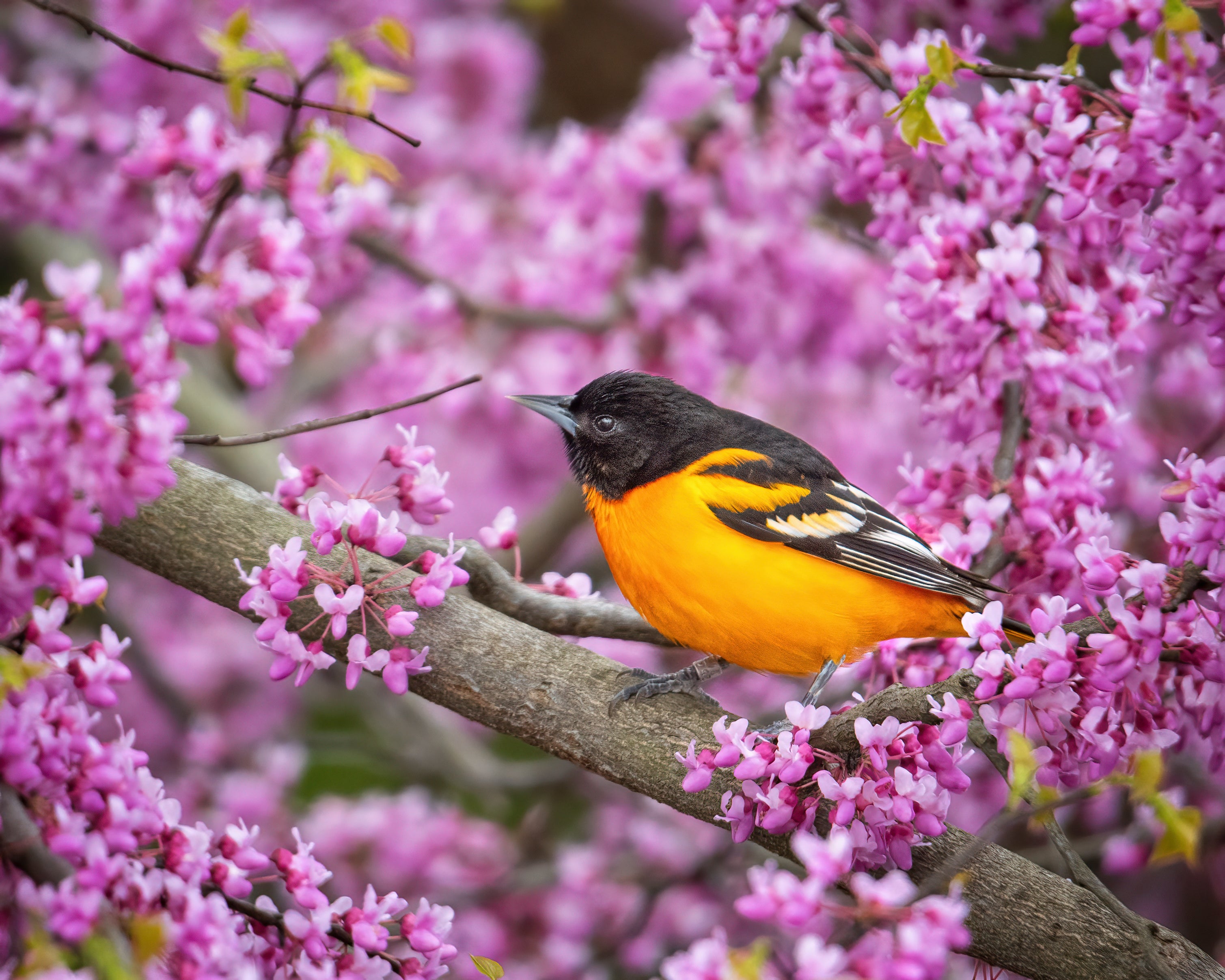 A male Baltimore Oriole surrounded by bright pink flowers on a tree.