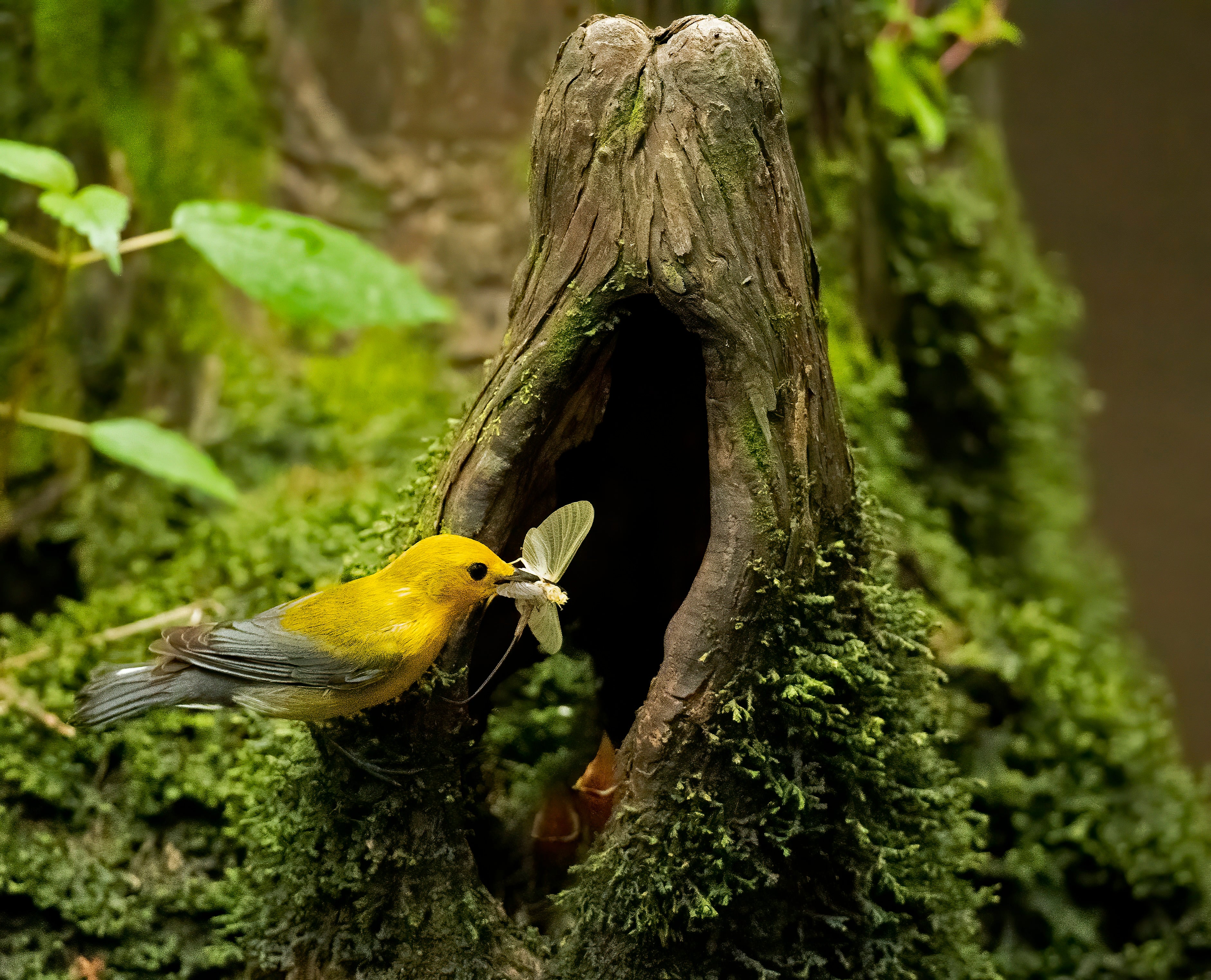 A Prothonotary Warbler carries an insect to a nest.