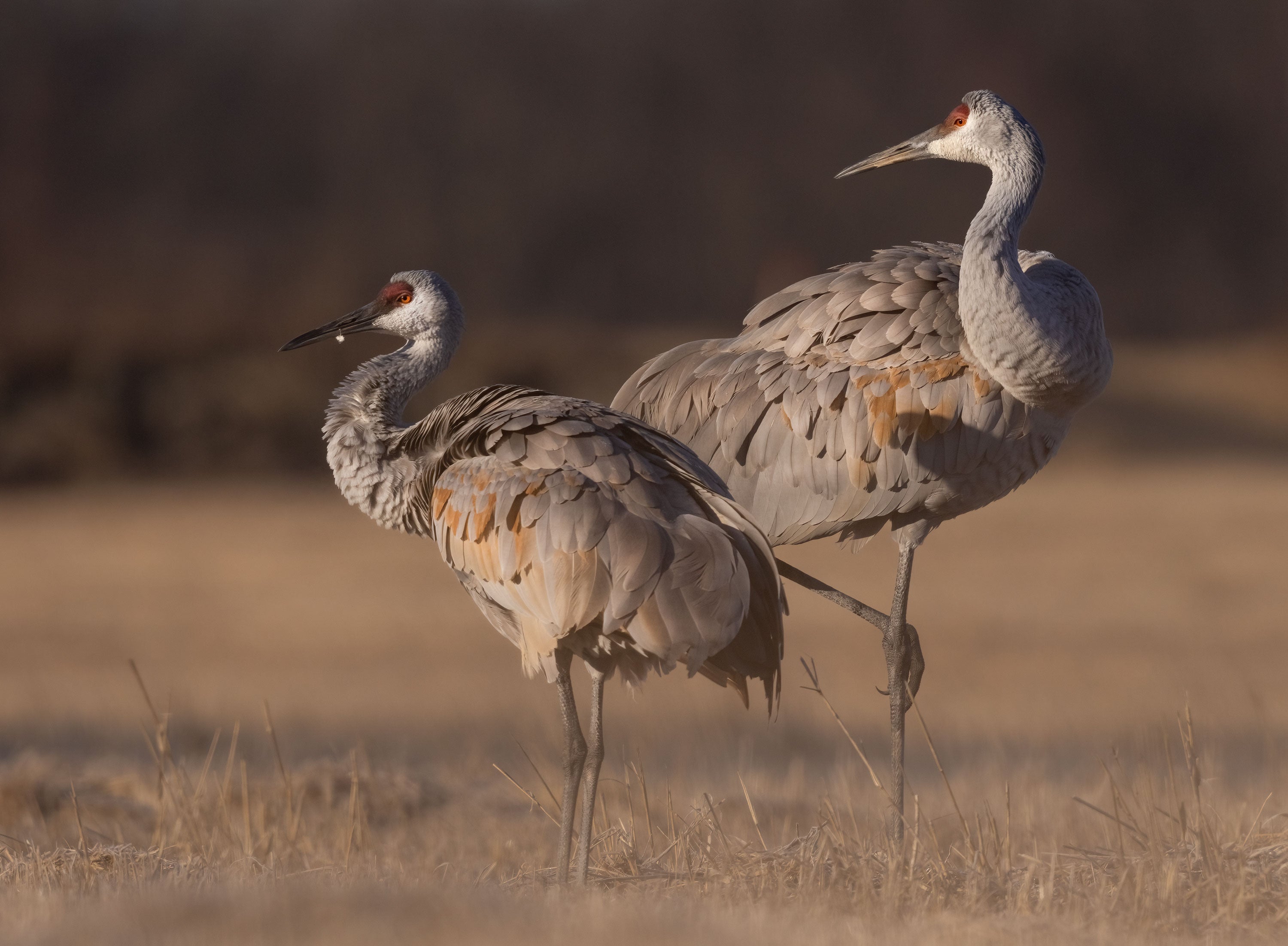 sandhill cranes in flight