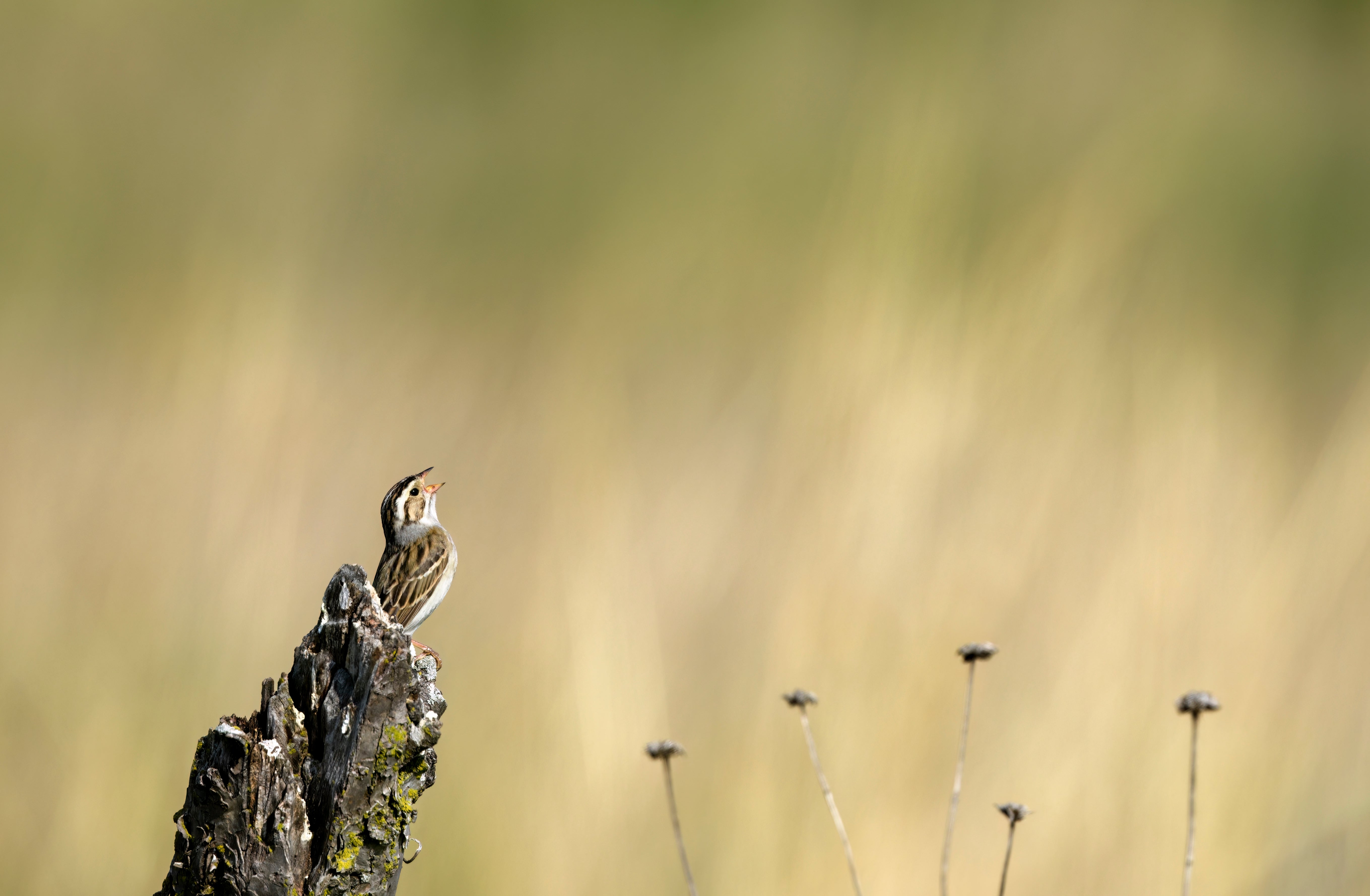 Clay-colored Sparrow