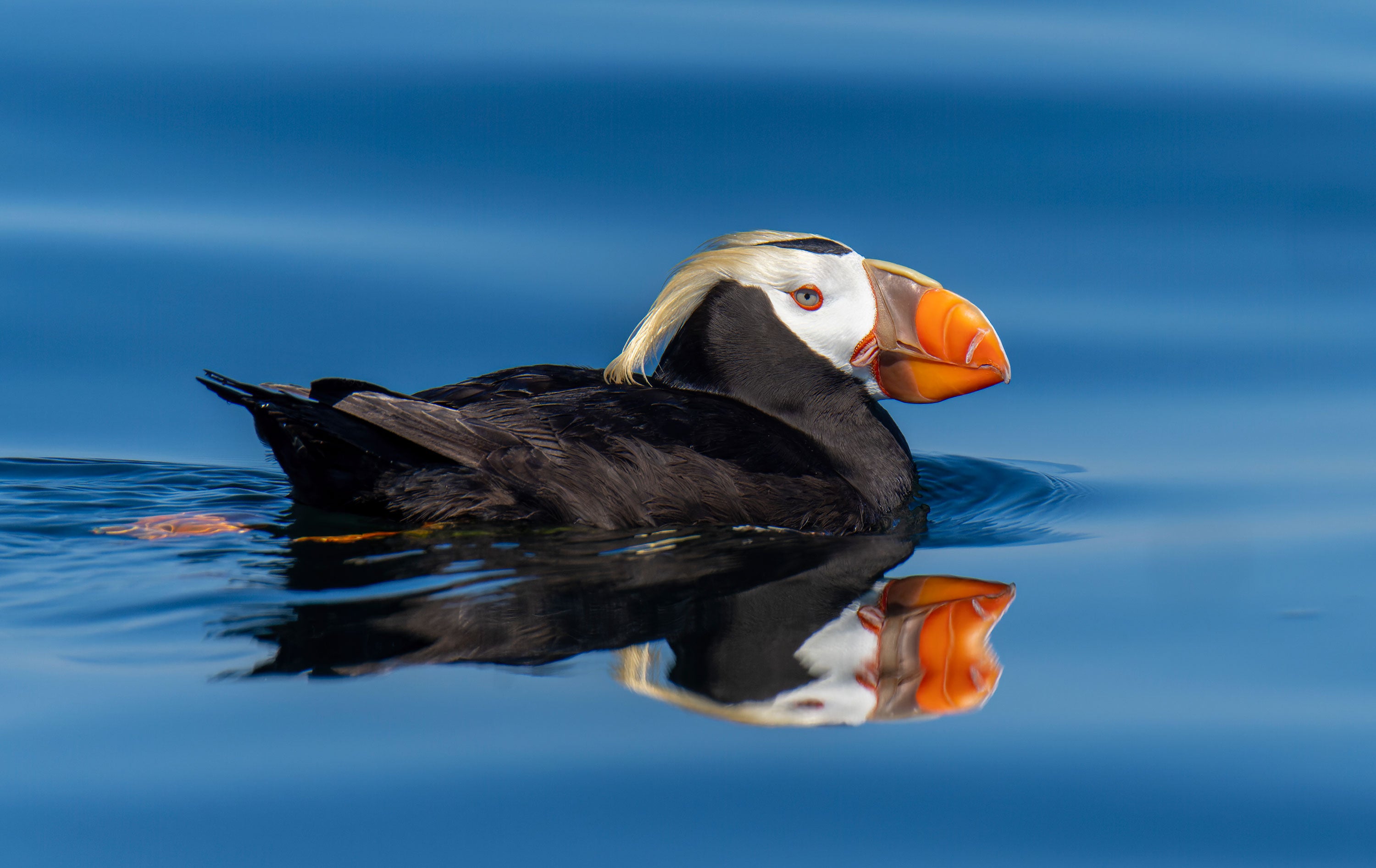 A Tufted Puffin swimming.