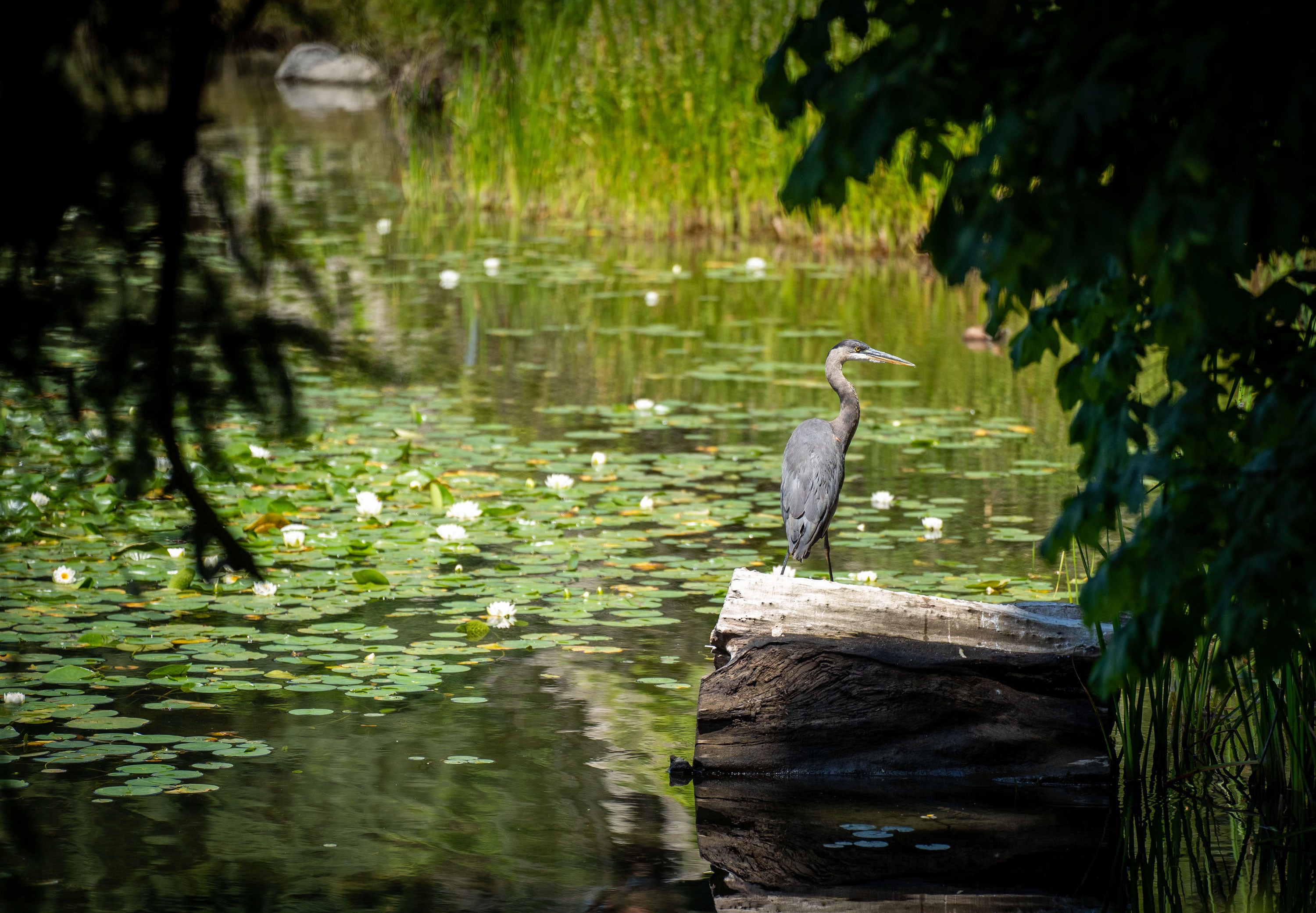 A Great Blue Heron stands on a log in a pond.