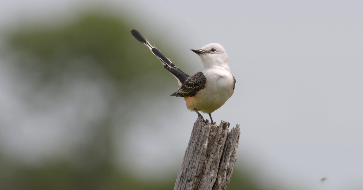 Newly Audubon Certified, Nantz Land & Cattle Helping Grassland Birds Gain Ground in Texas Newly Audubon Certified, Nantz Land & Cattle Helping Grassland Birds Gain Ground in Texas