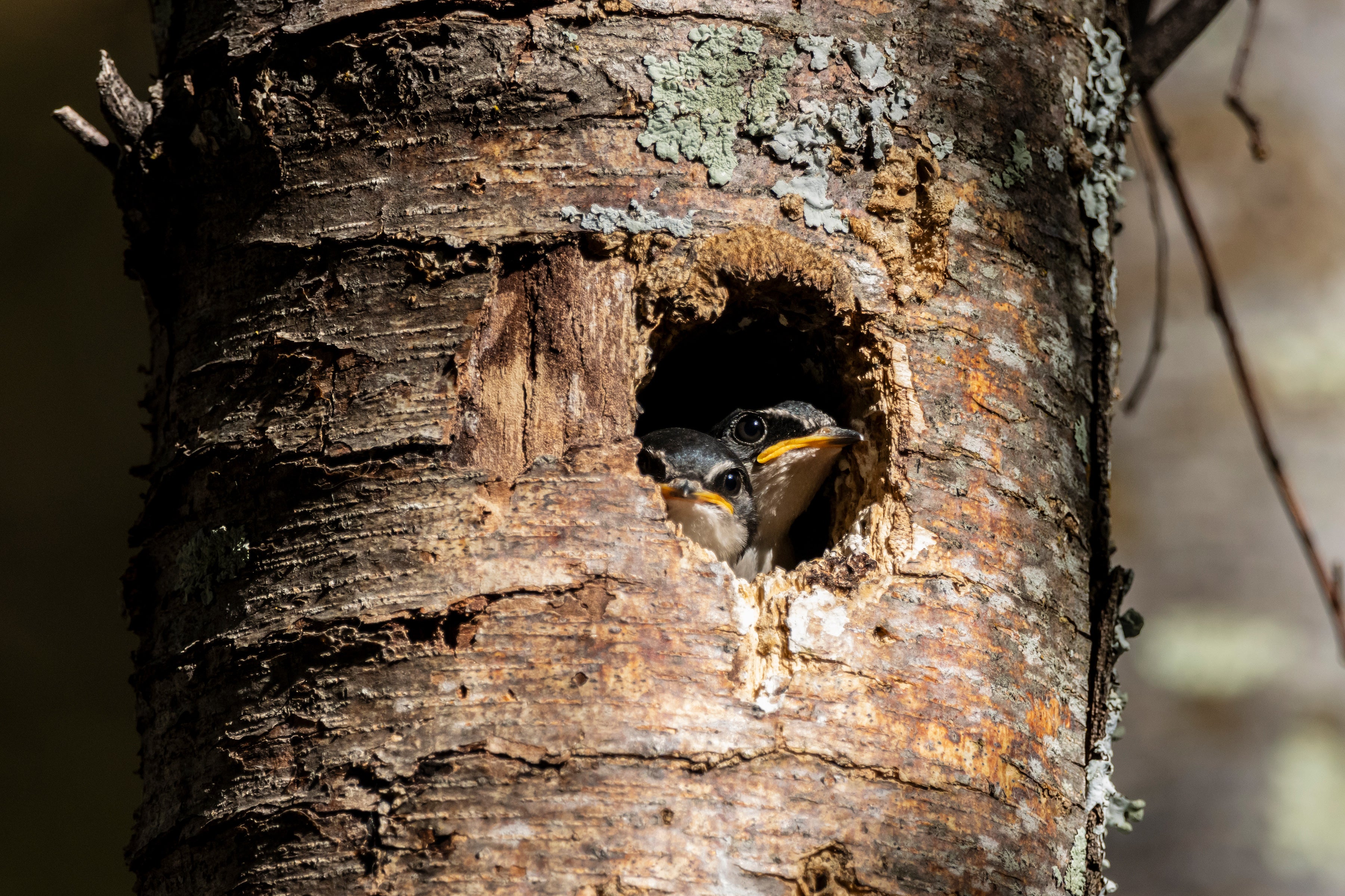 Photo: Marcelo Cuevas Ormazábal/Audubon Photography Awards