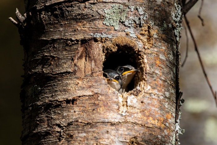 Photo: Marcelo Cuevas Ormazábal/Audubon Photography Awards