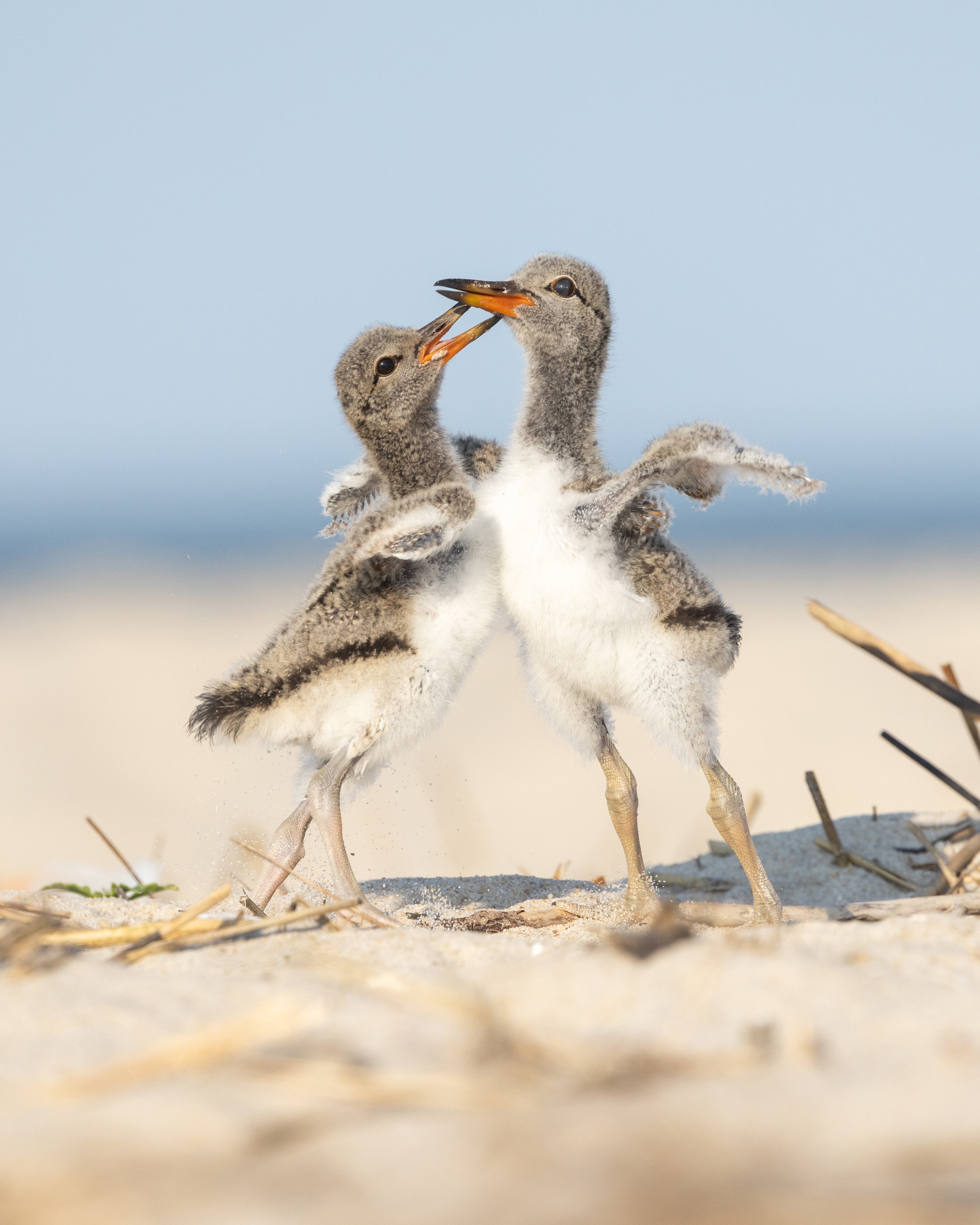 Photo: Matthew Reitinger/Audubon Photography Awards