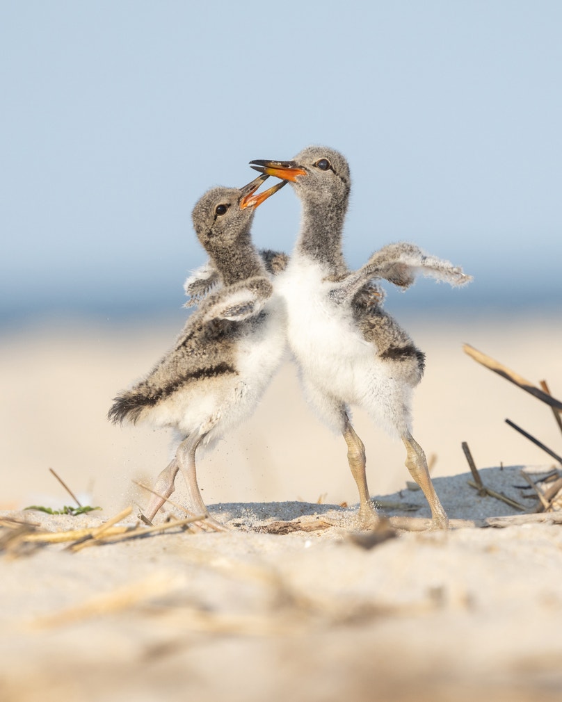 Photo: Matthew Reitinger/Audubon Photography Awards