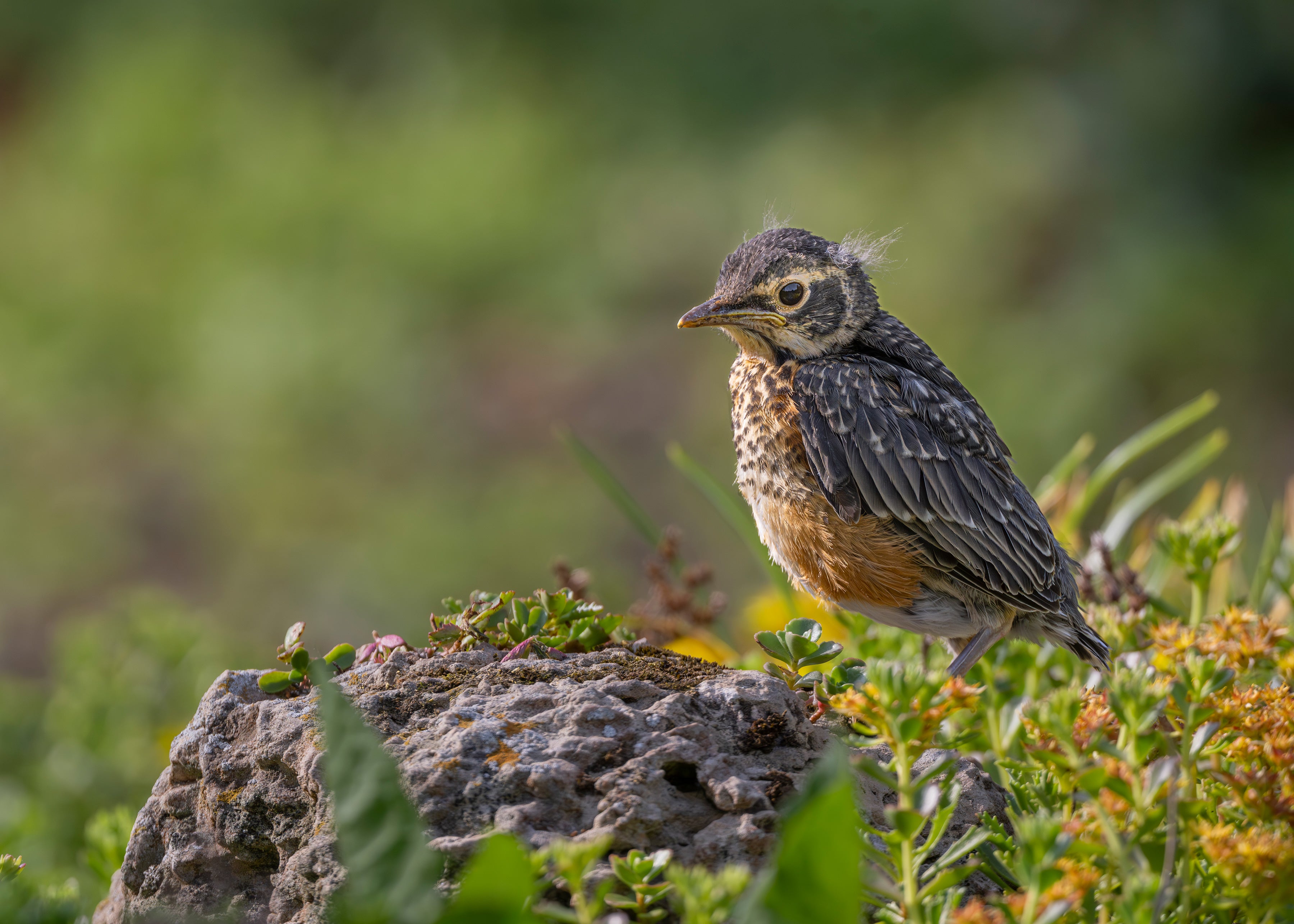 Photo: Linda Scher/Audubon Photography Awards