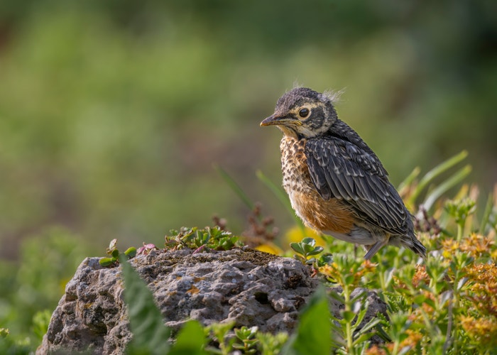 Photo: Linda Scher/Audubon Photography Awards