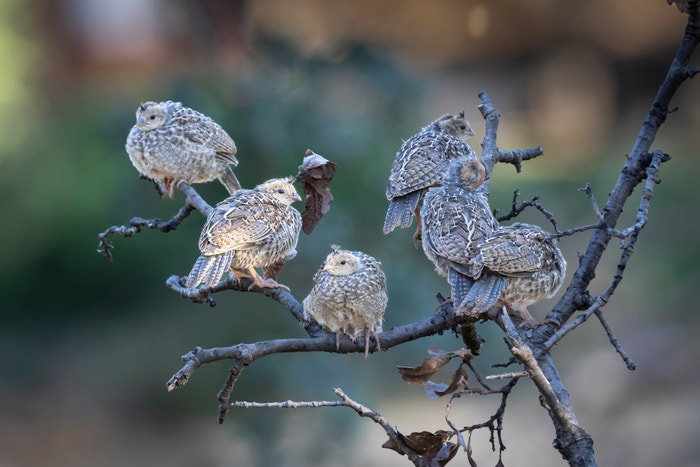 Photo: Robert Groos/Audubon Photography Awards