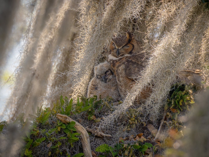Photo: Alex Nelson/Audubon Photography Awards
