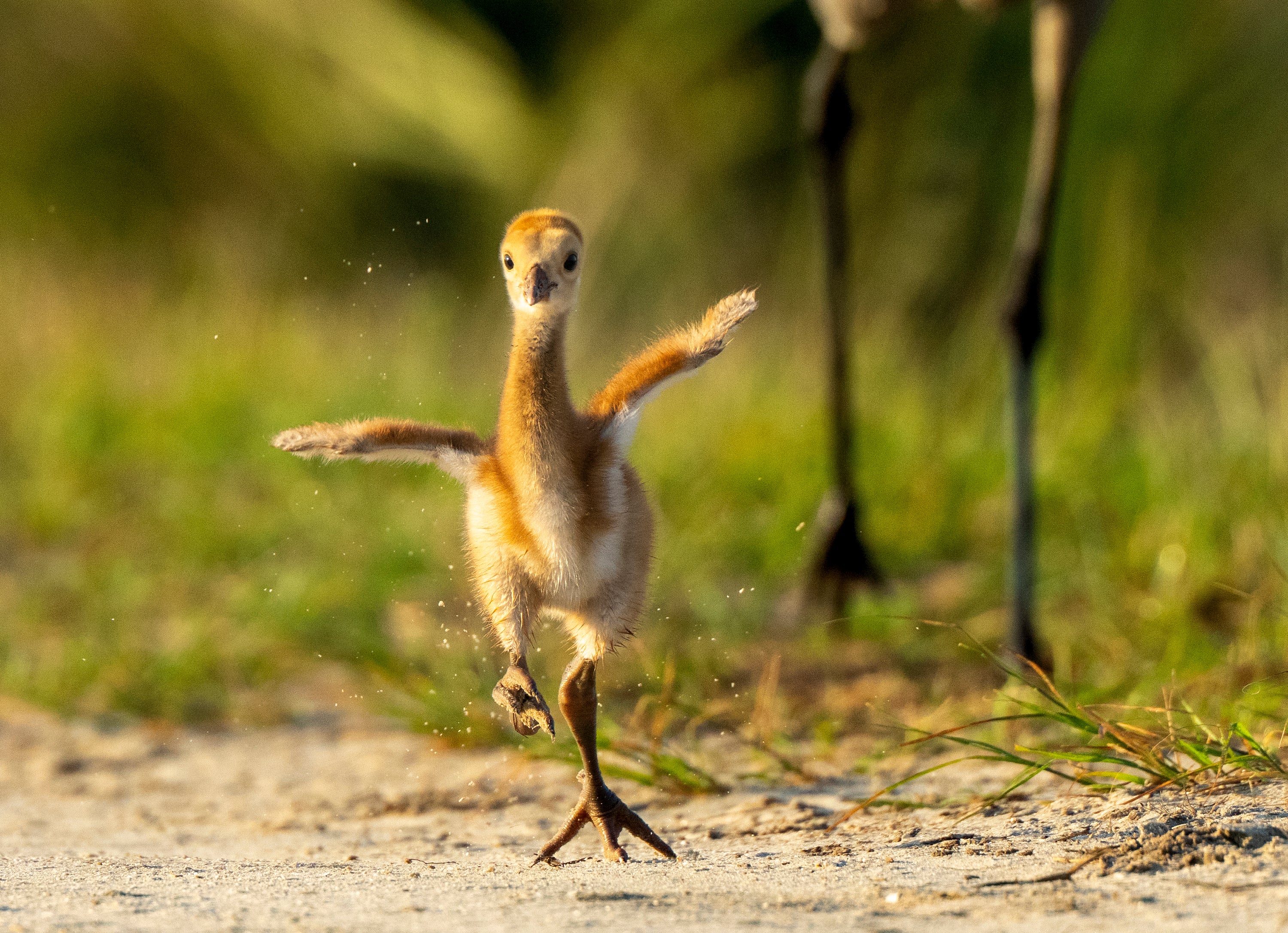 Photo: Tim Barker/Audubon Photography Awards