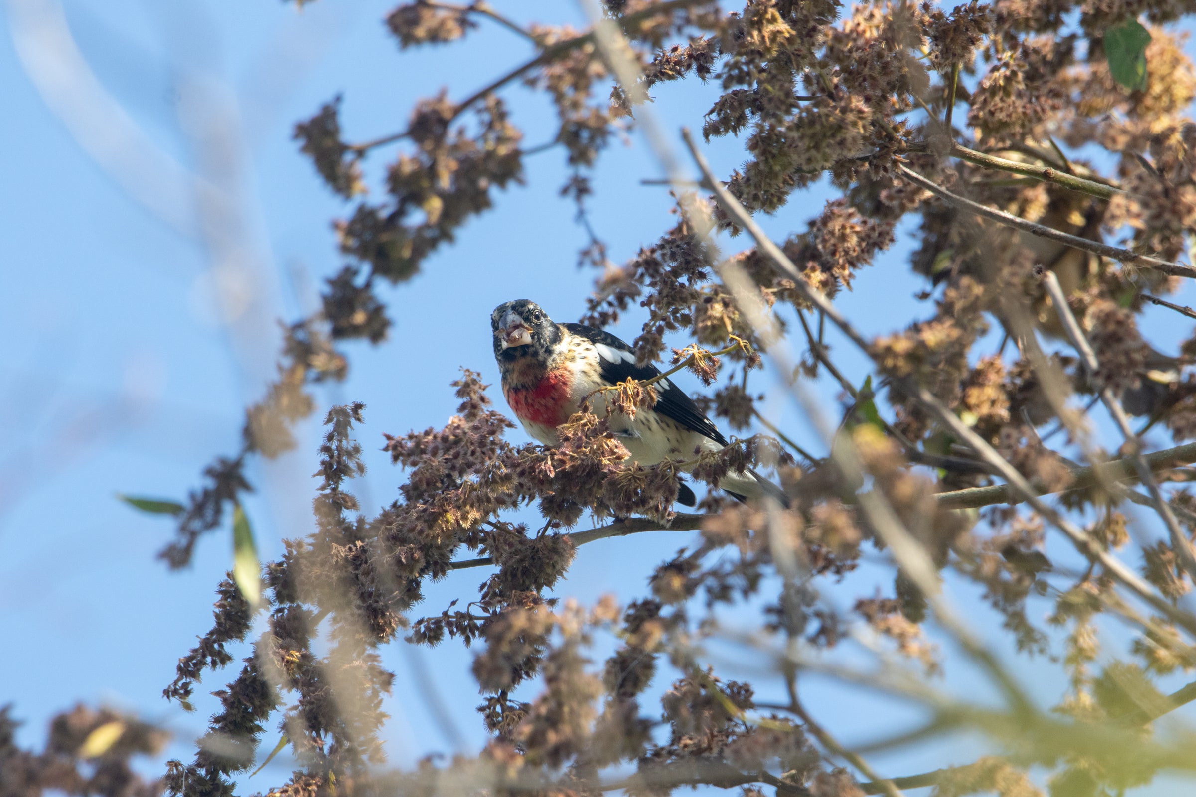From Lifer Warblers to Highland Rarities, This Guatemala Christmas