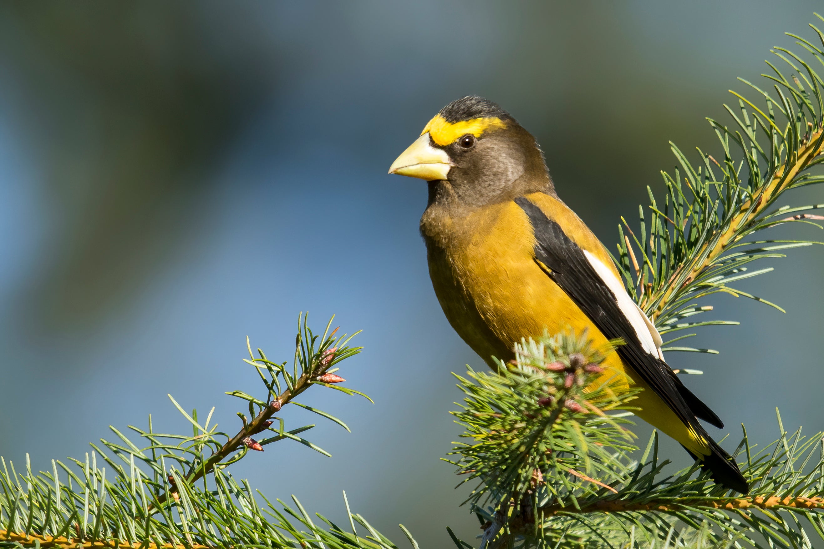 Bird sitting on branch