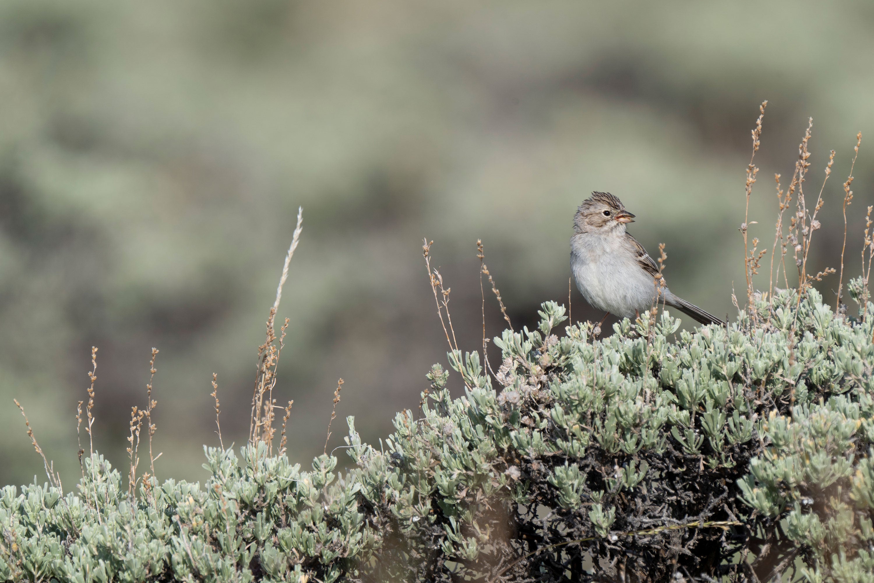 A sparrow perched on a sagebrush plant.