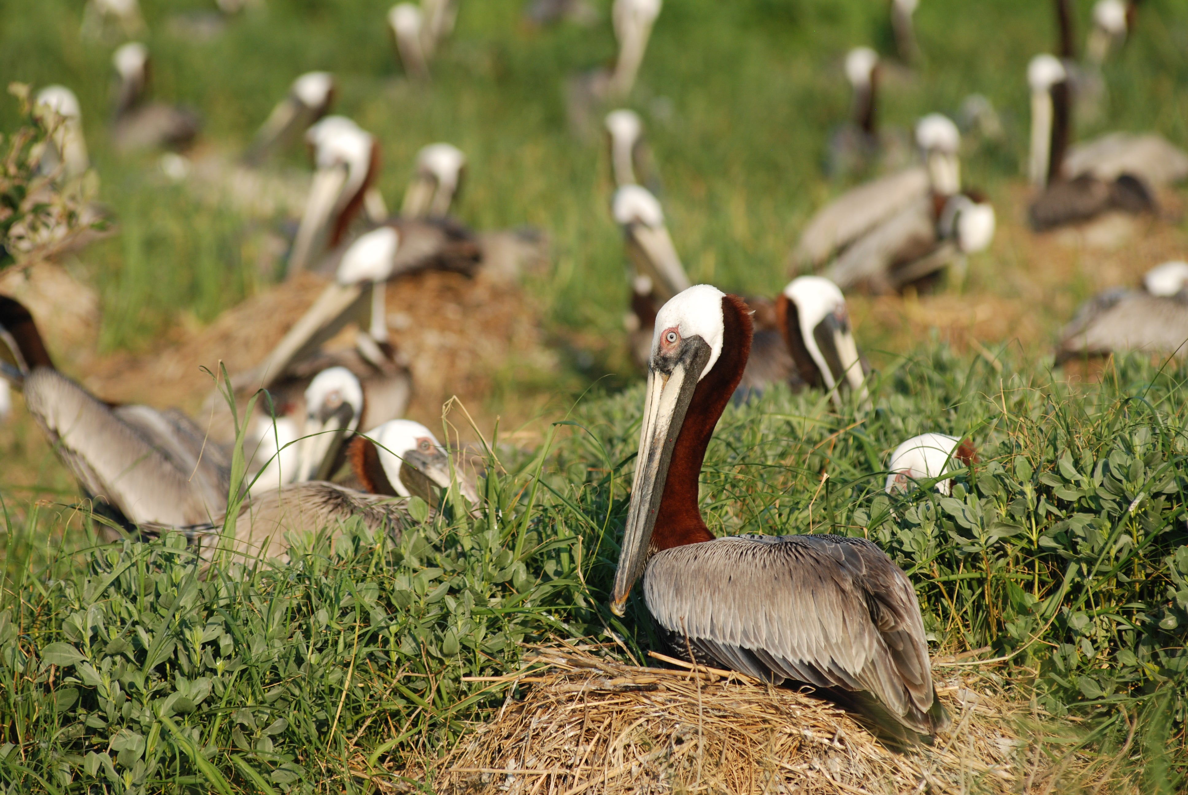 Brown Pelican